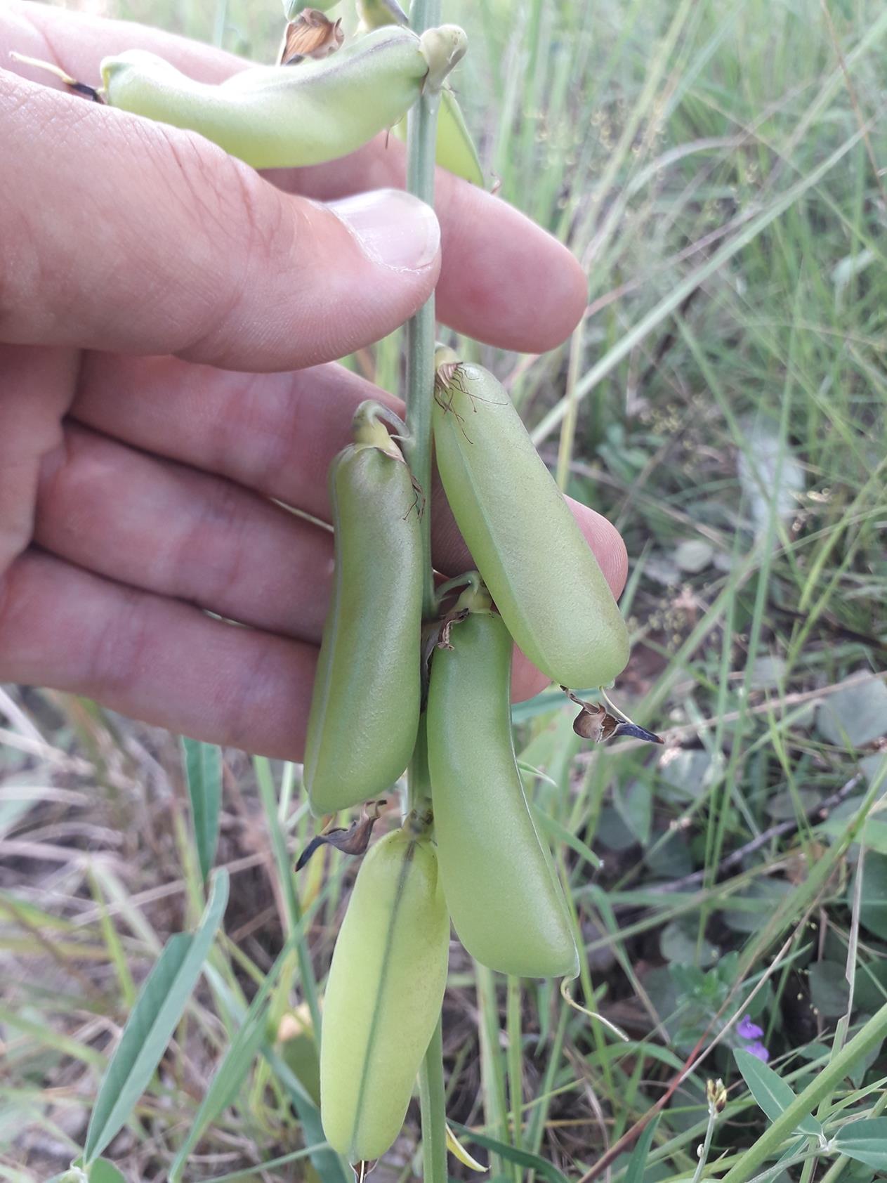Crotalaria ochroleuca Crotalaria ochroleuca