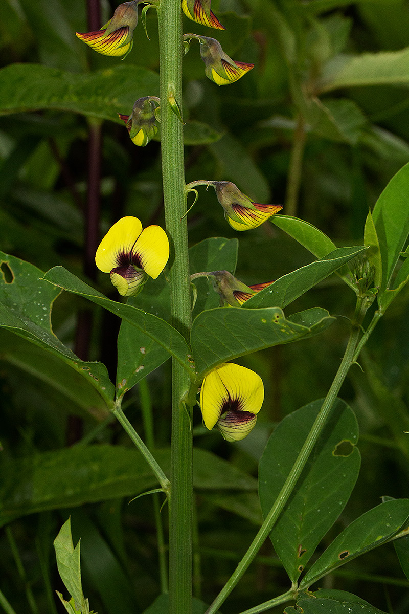 Crotalaria recta Crotalaria recta