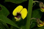 Crotalaria recta