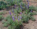 Lupinus mexicanus