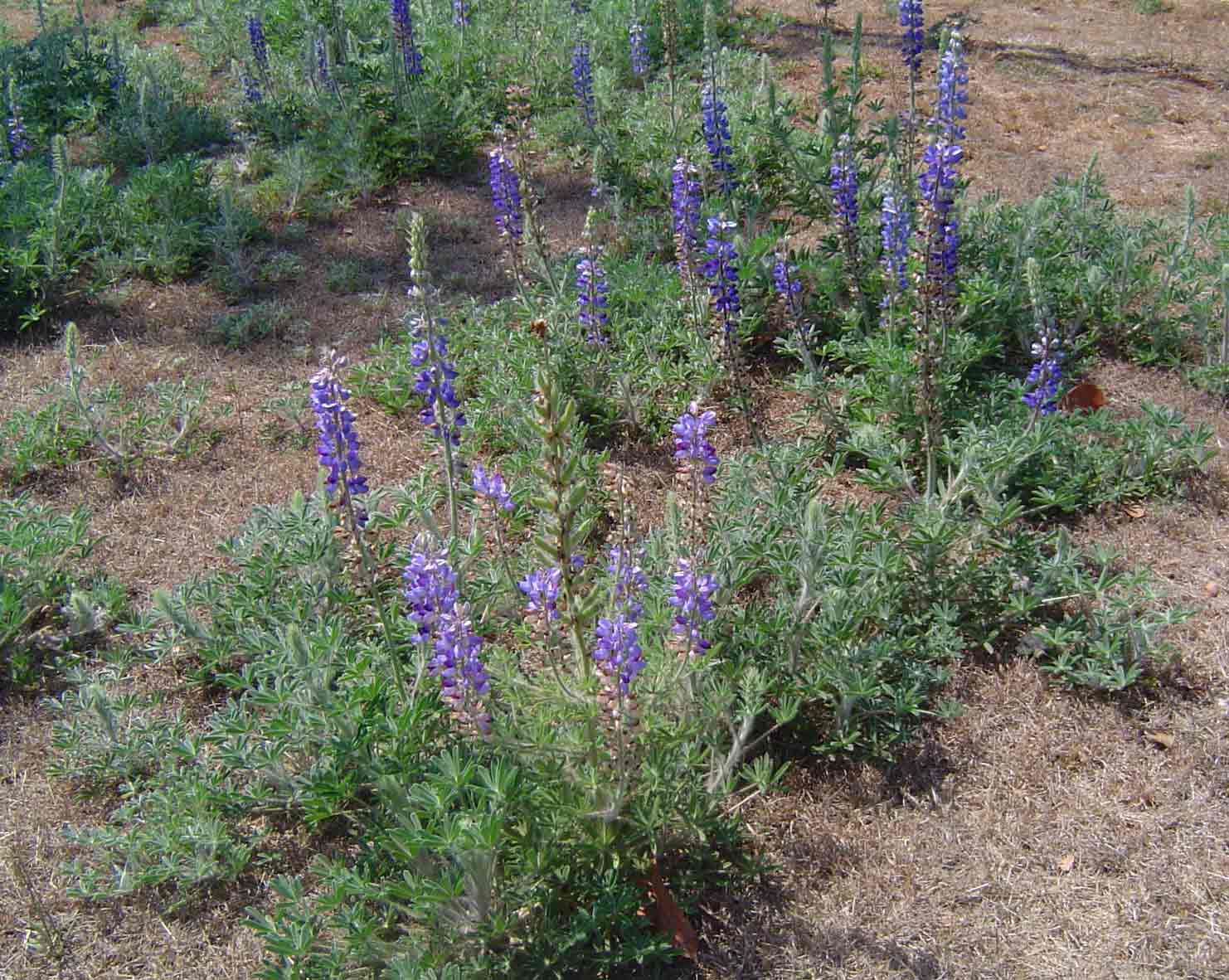 Lupinus mexicanus Lupinus mexicanus