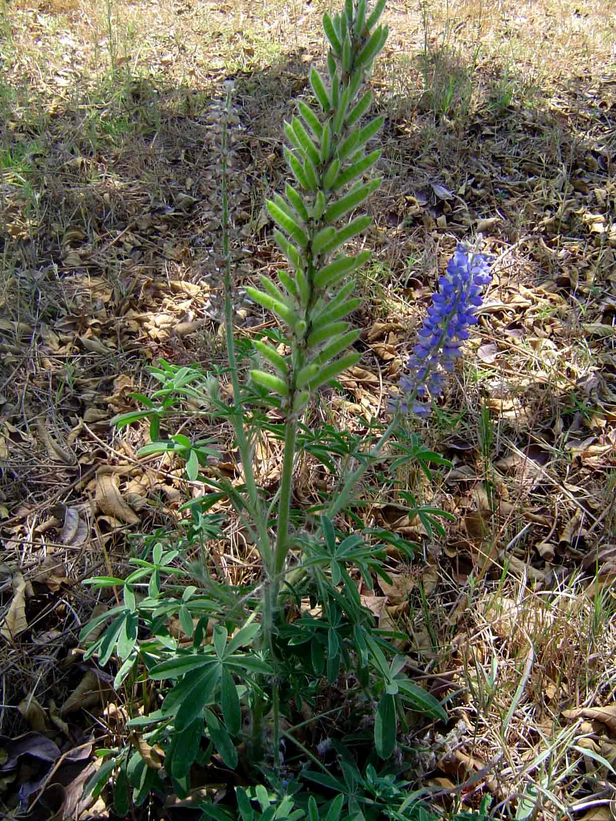 Lupinus mexicanus Lupinus mexicanus