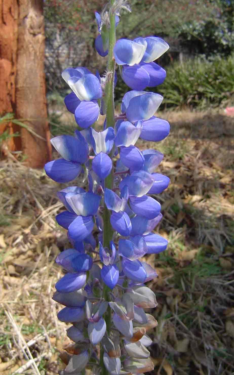 Lupinus mexicanus Lupinus mexicanus