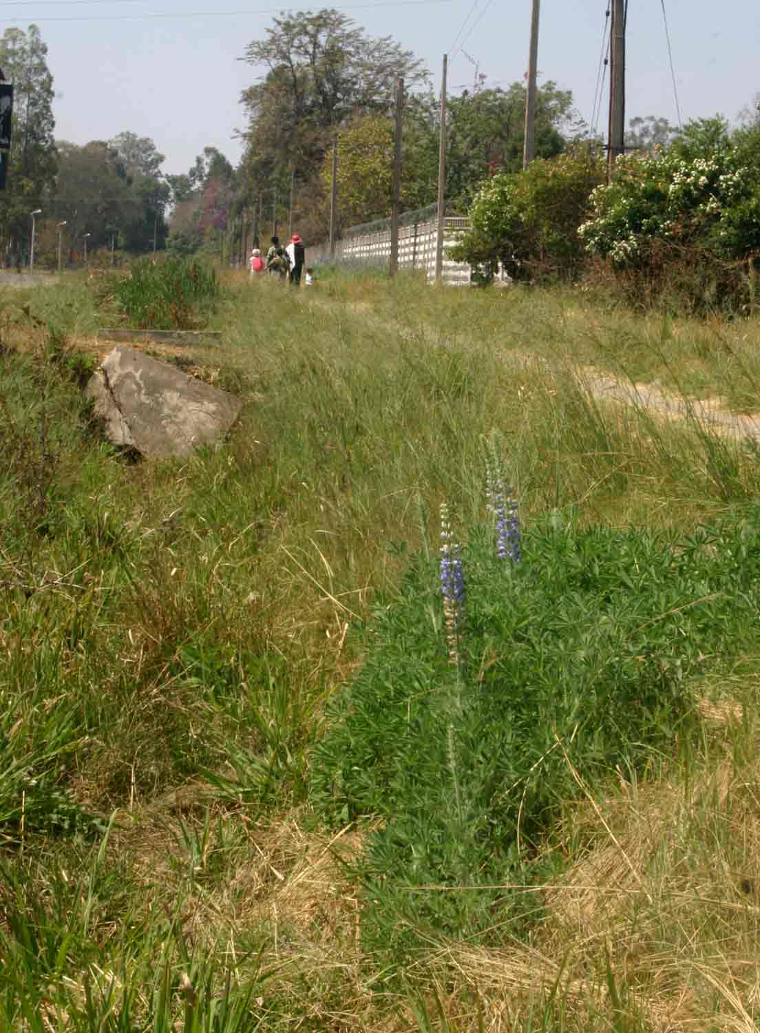 Lupinus mexicanus Lupinus mexicanus