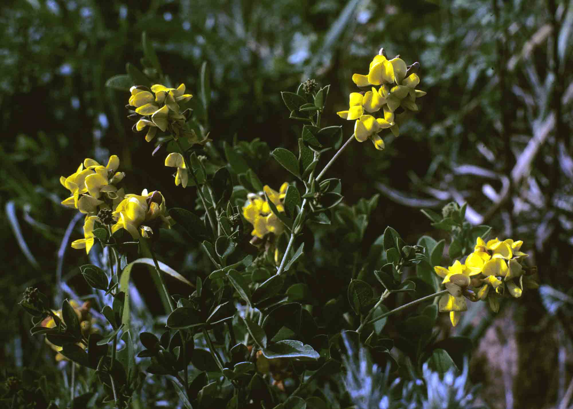Argyrolobium tomentosum
