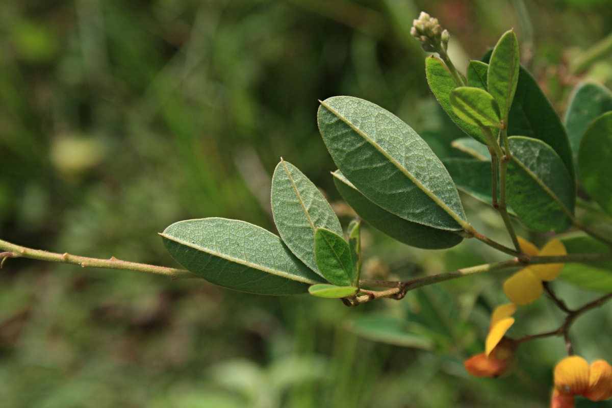 Argyrolobium tomentosum Argyrolobium tomentosum