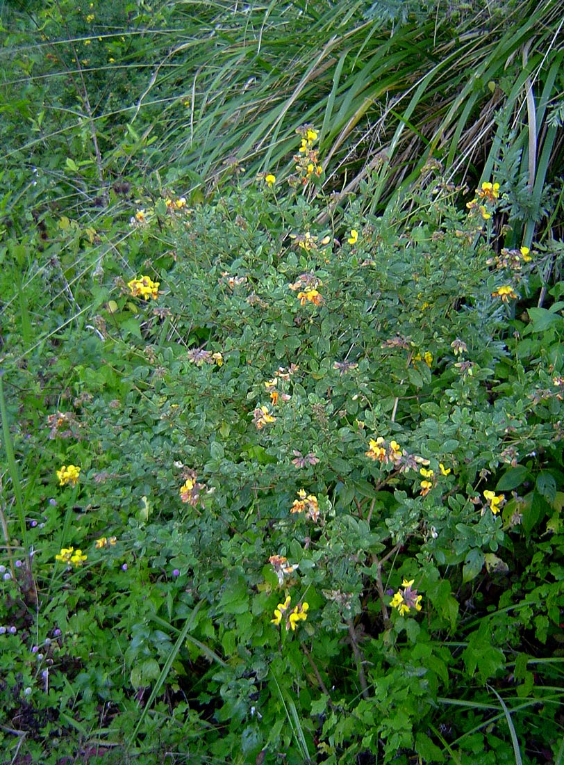 Argyrolobium tomentosum Argyrolobium tomentosum