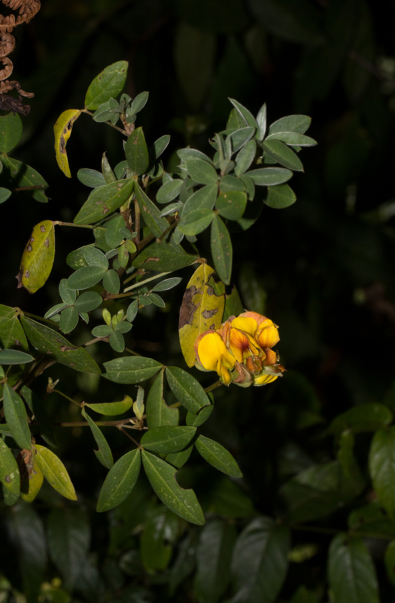 Argyrolobium tomentosum Argyrolobium tomentosum