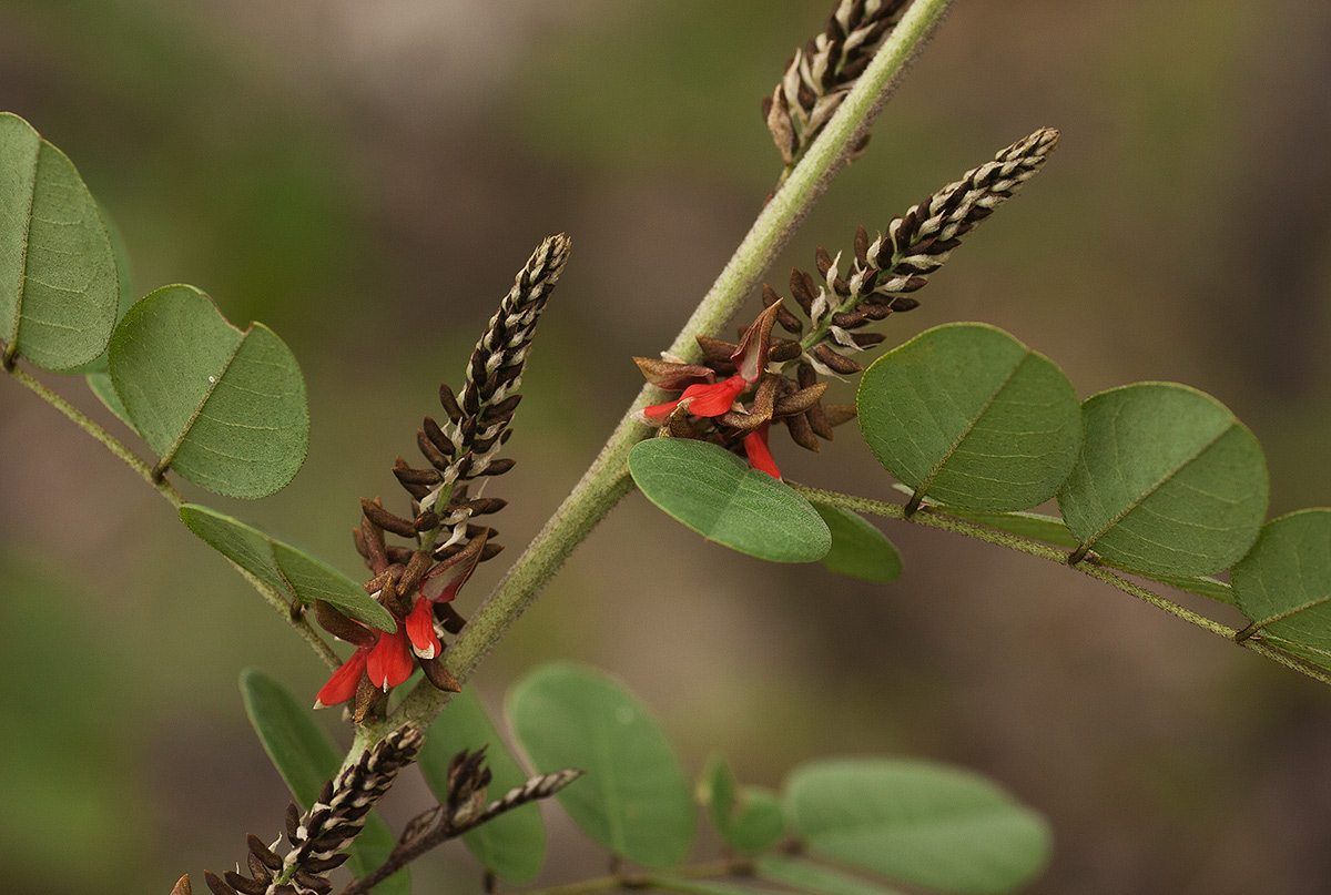 Indigofera arrecta