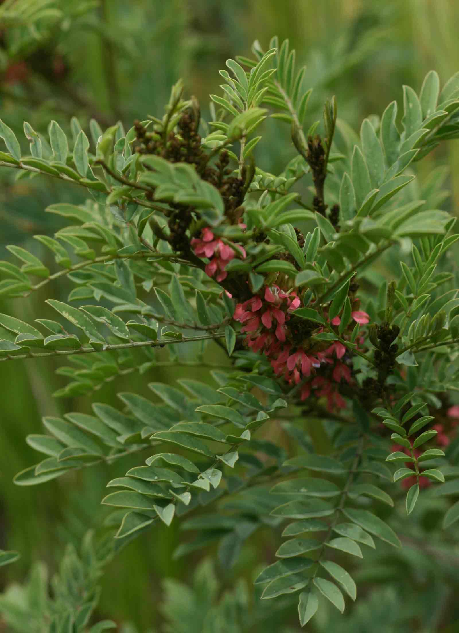 Indigofera arrecta