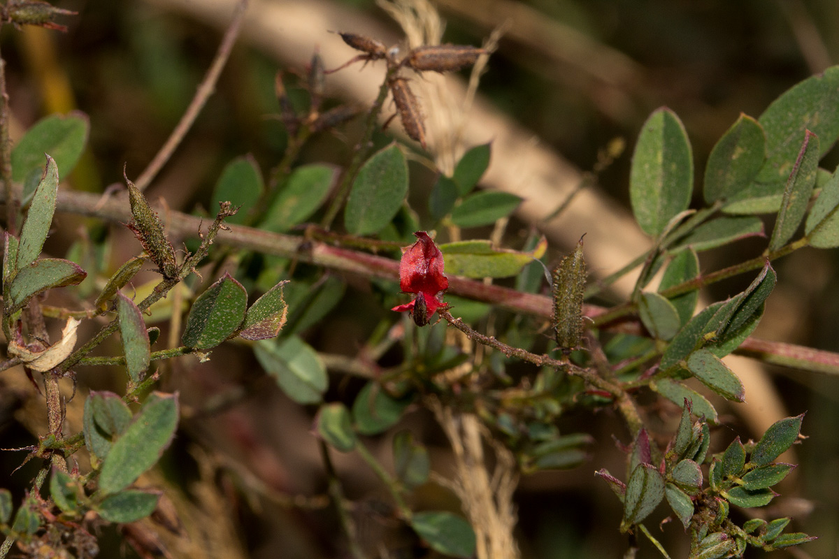 Indigofera atriceps subsp. atriceps Indigofera atriceps subsp. atriceps