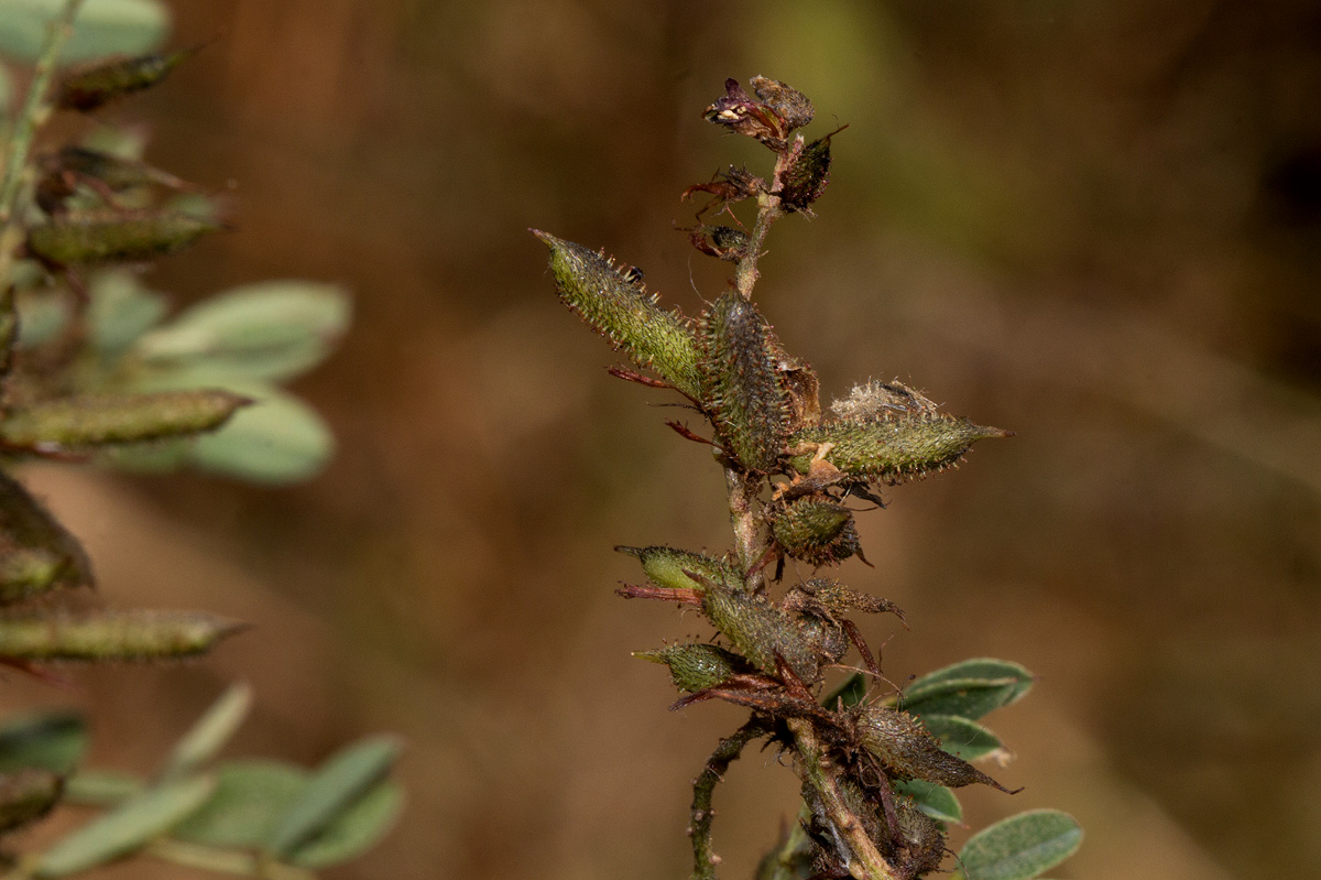 Indigofera atriceps subsp. atriceps Indigofera atriceps subsp. atriceps