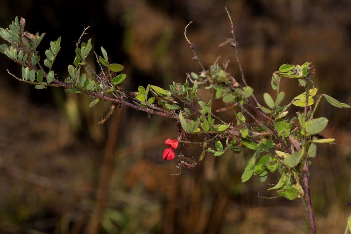 Indigofera atriceps subsp. atriceps Indigofera atriceps subsp. atriceps