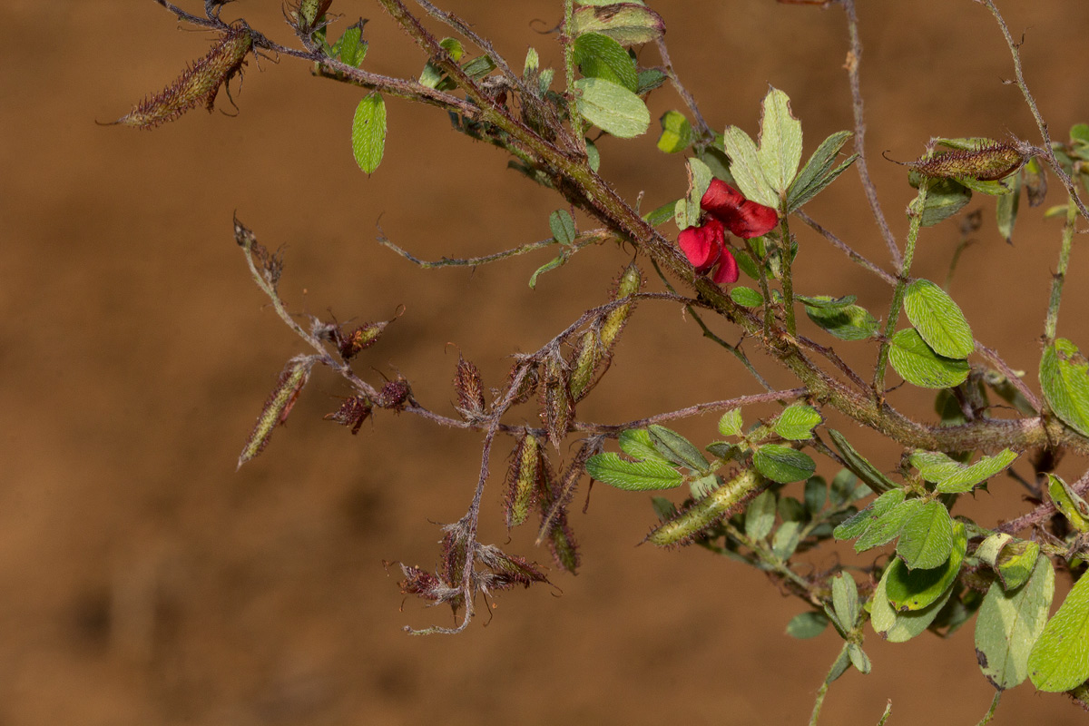 Indigofera atriceps subsp. atriceps Indigofera atriceps subsp. atriceps