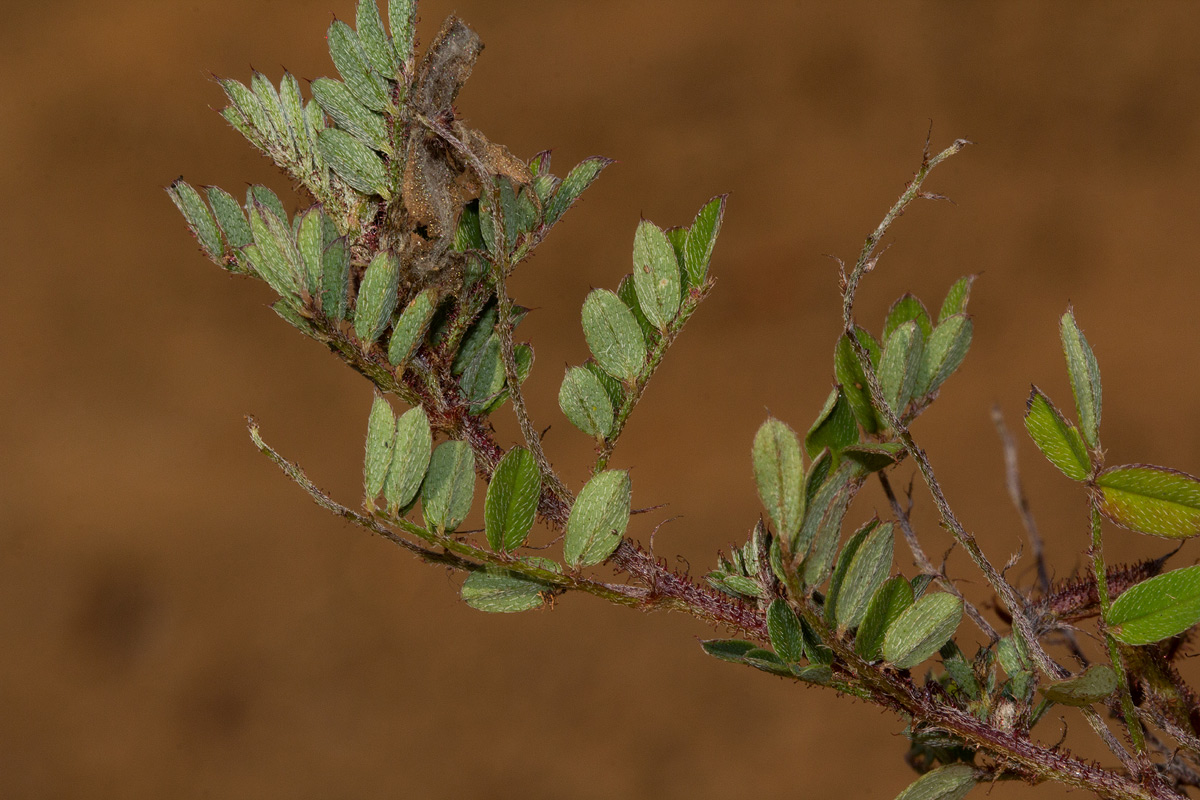 Indigofera atriceps subsp. atriceps