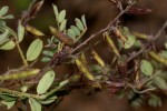 Indigofera atriceps subsp. atriceps