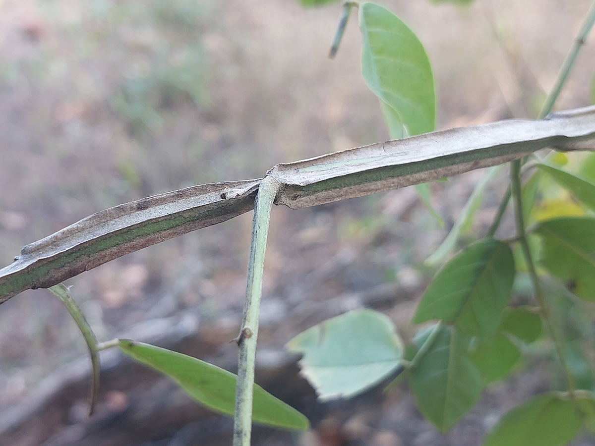 Indigofera garckeana