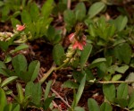 Indigofera spicata