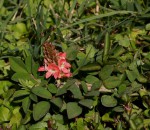 Indigofera spicata