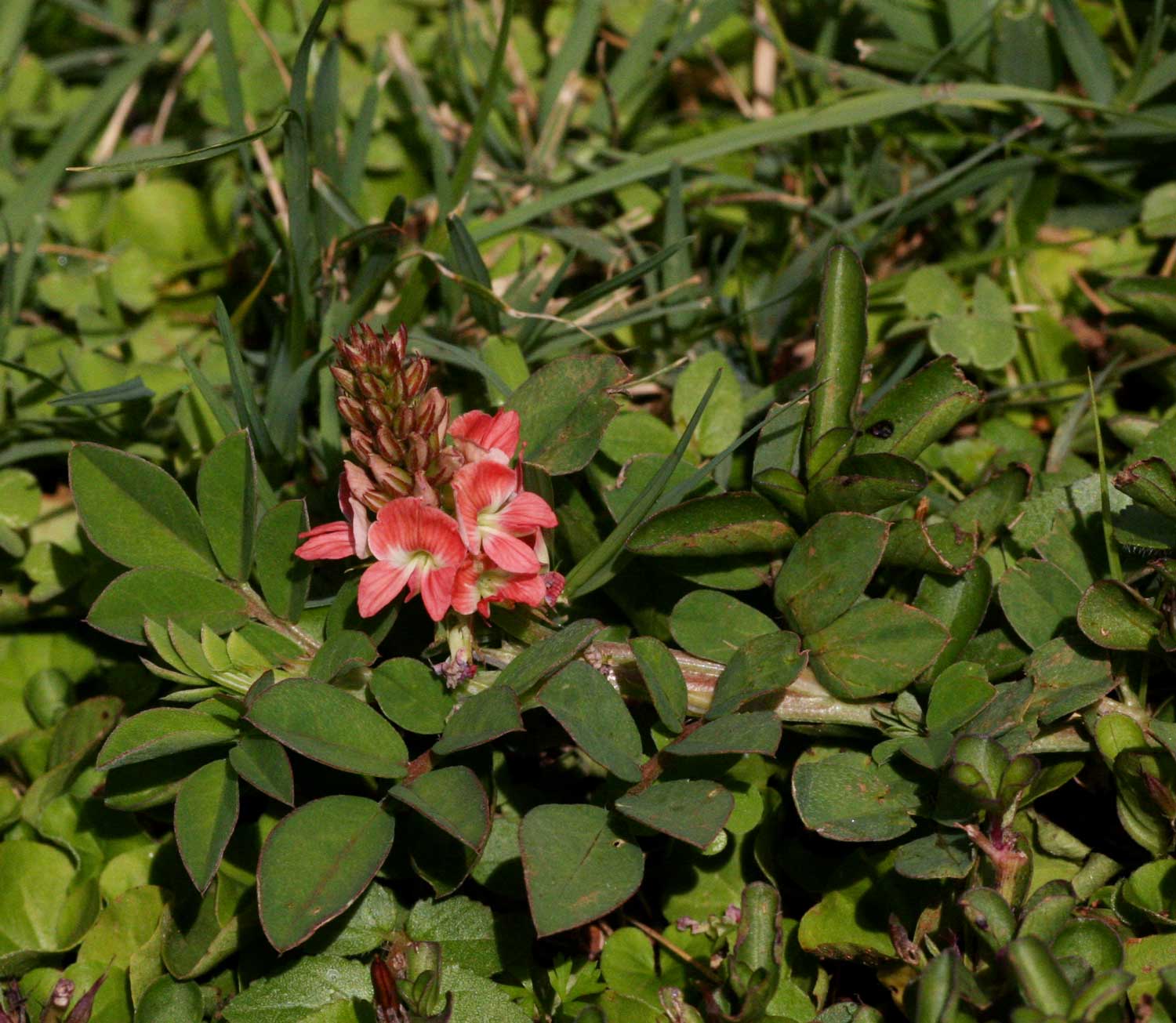 Indigofera spicata