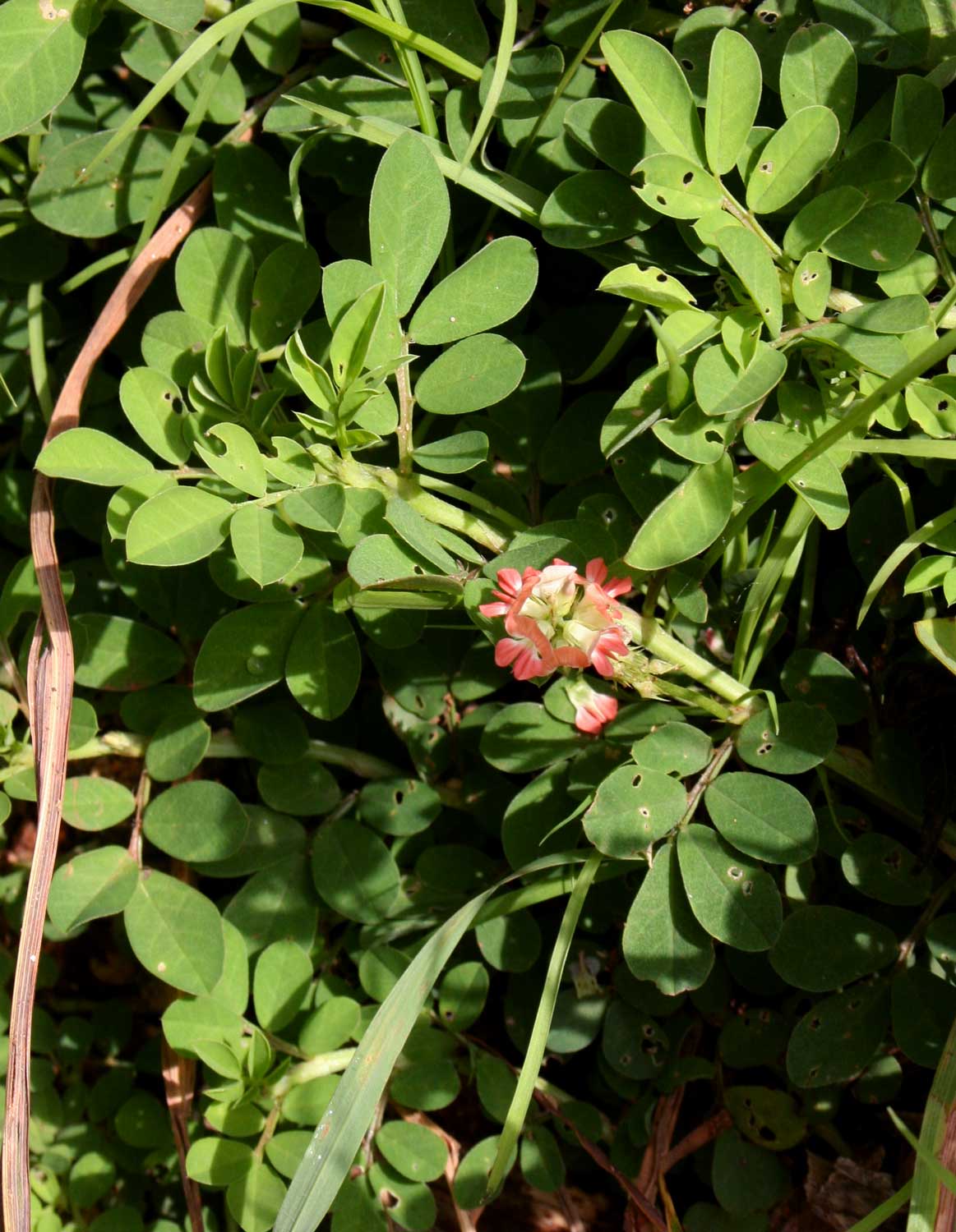 Indigofera spicata Indigofera spicata