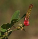 Indigofera spicata