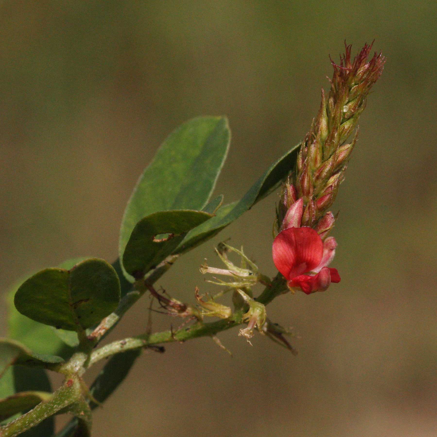 Indigofera spicata Indigofera spicata