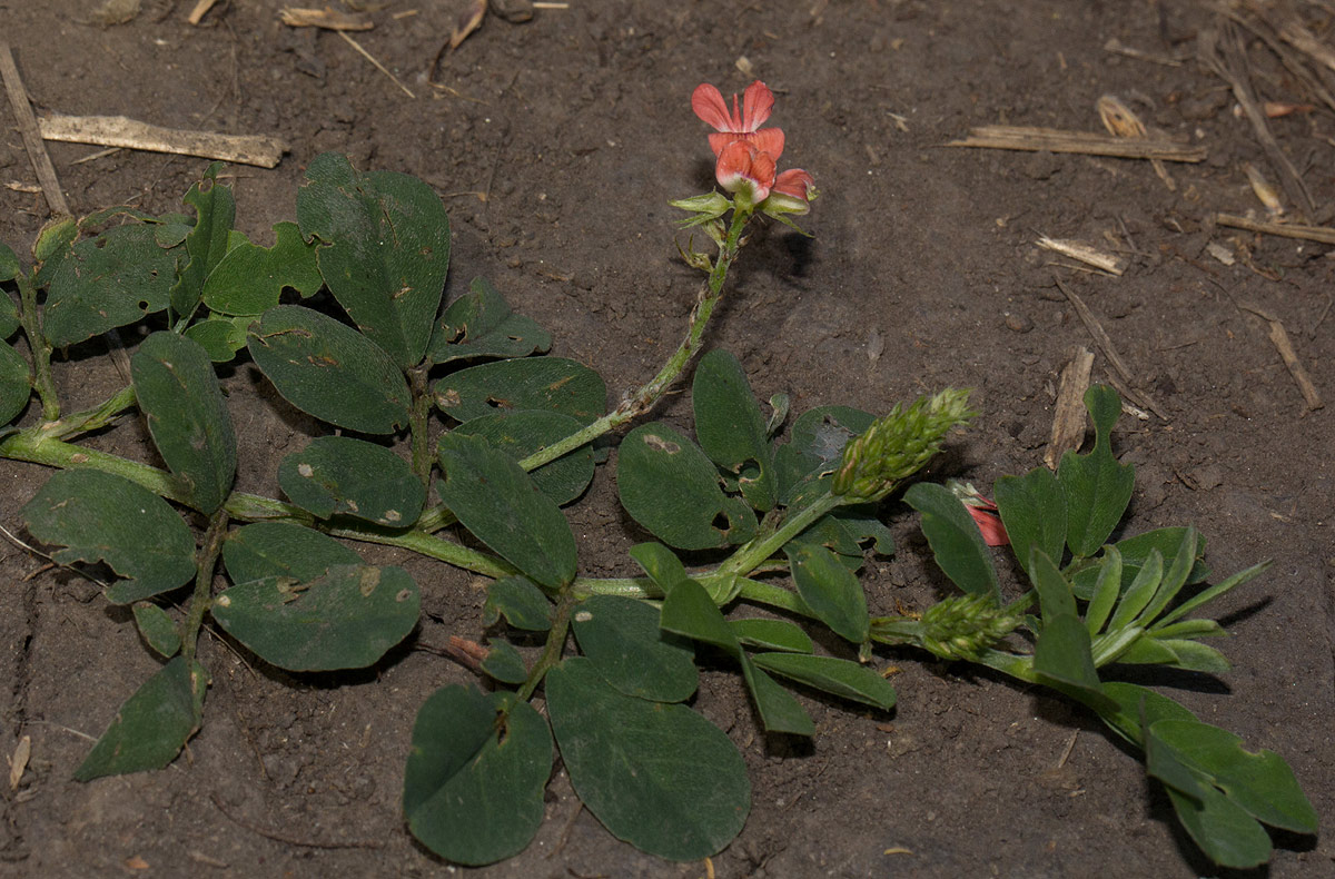 Indigofera spicata Indigofera spicata