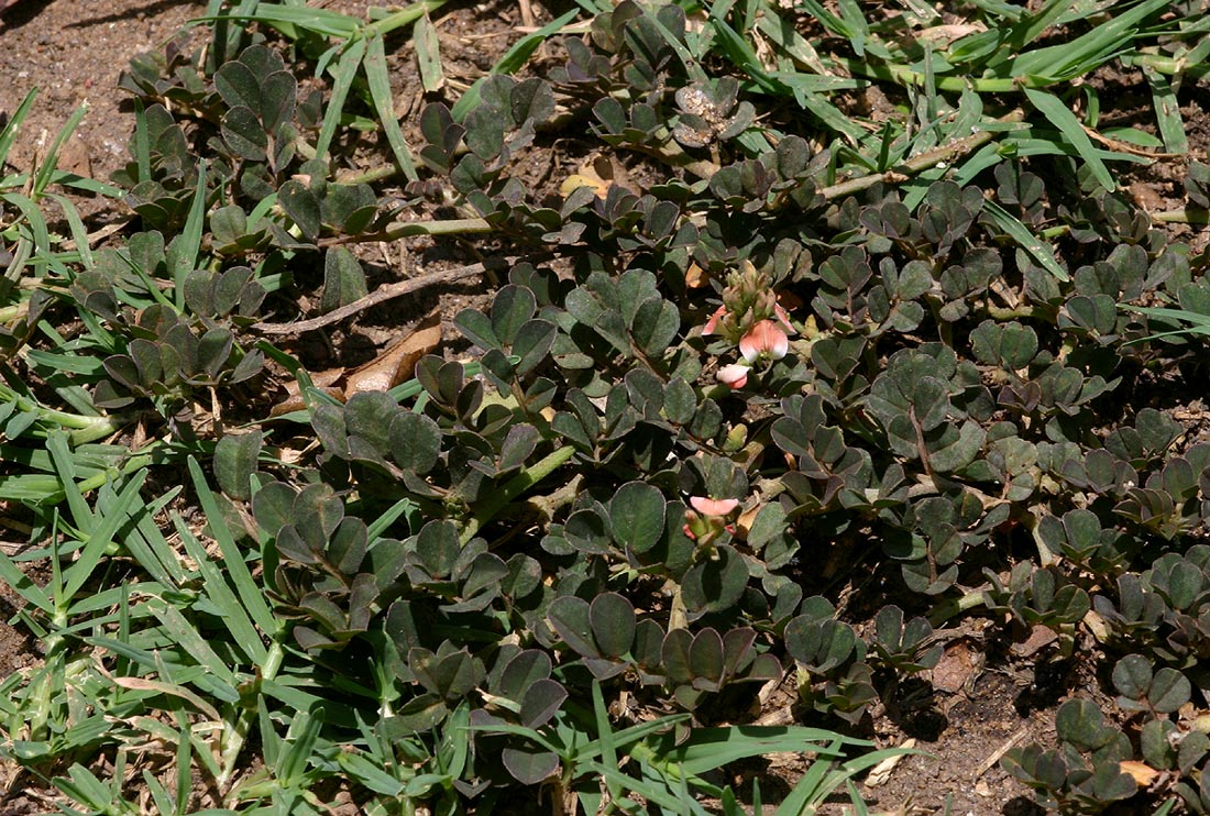 Indigofera spicata Indigofera spicata