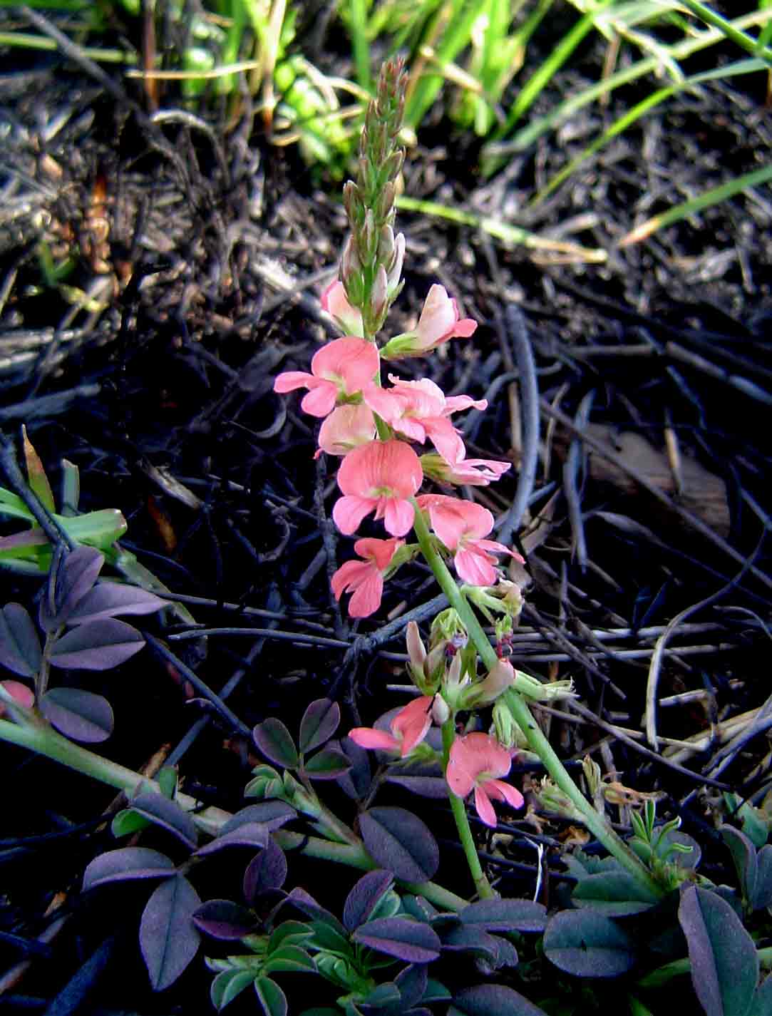 Indigofera spicata Indigofera spicata