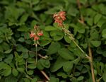 Indigofera spicata