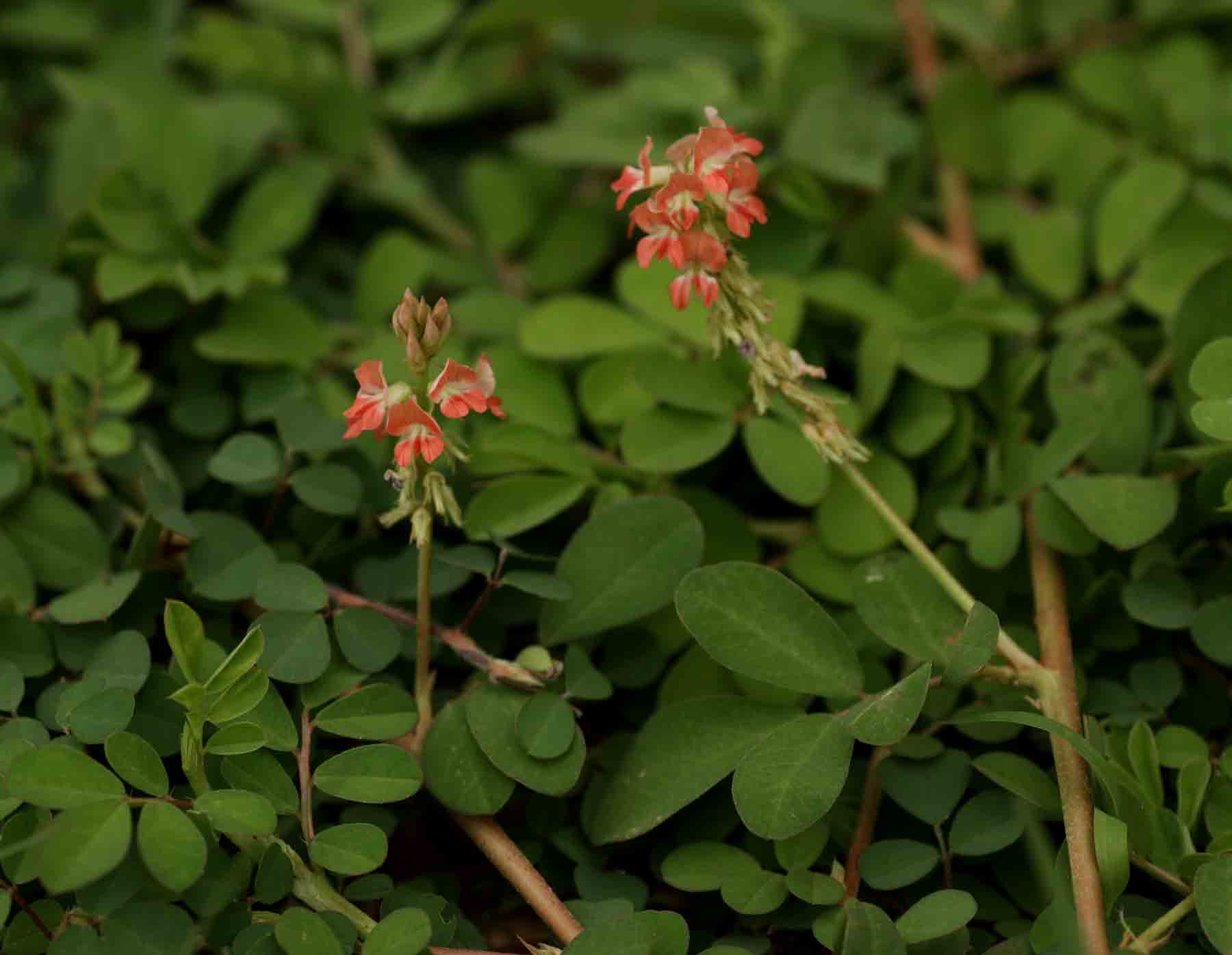 Indigofera spicata
