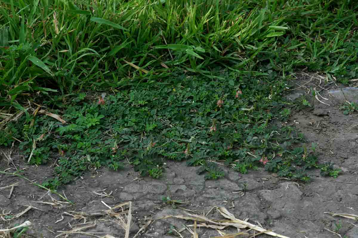 Indigofera spicata Indigofera spicata