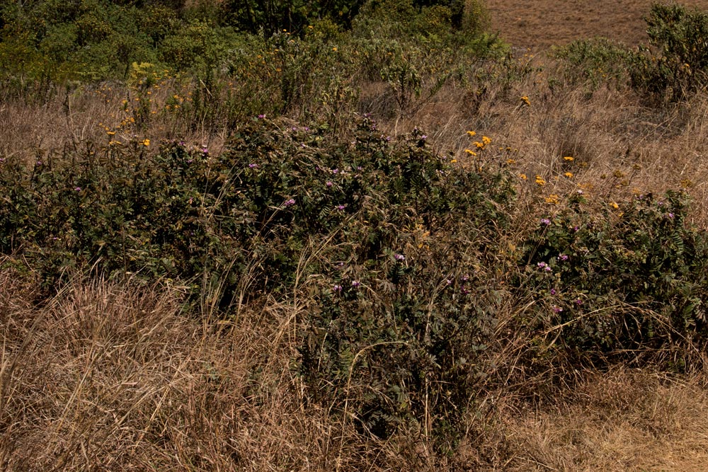 Tephrosia aequilata Tephrosia aequilata