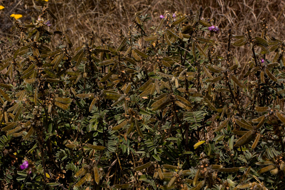 Tephrosia aequilata Tephrosia aequilata