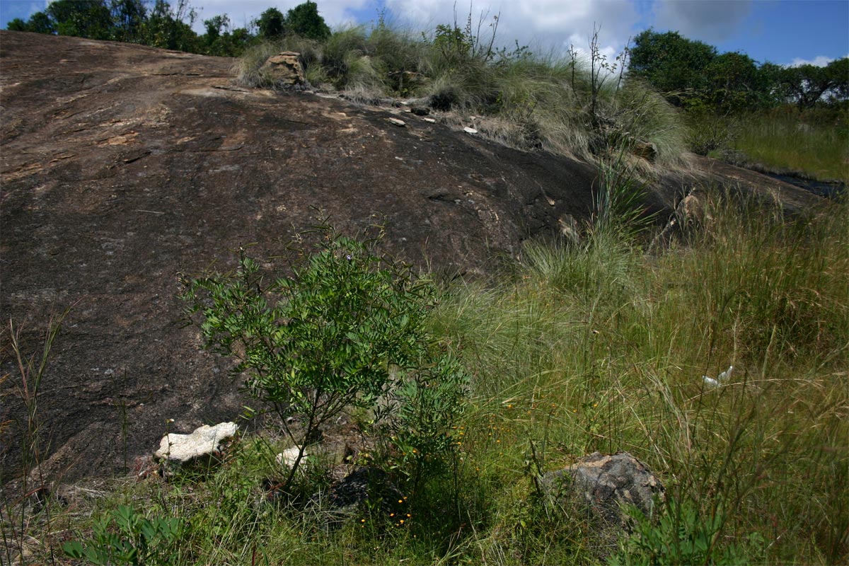 Tephrosia elata subsp. elata