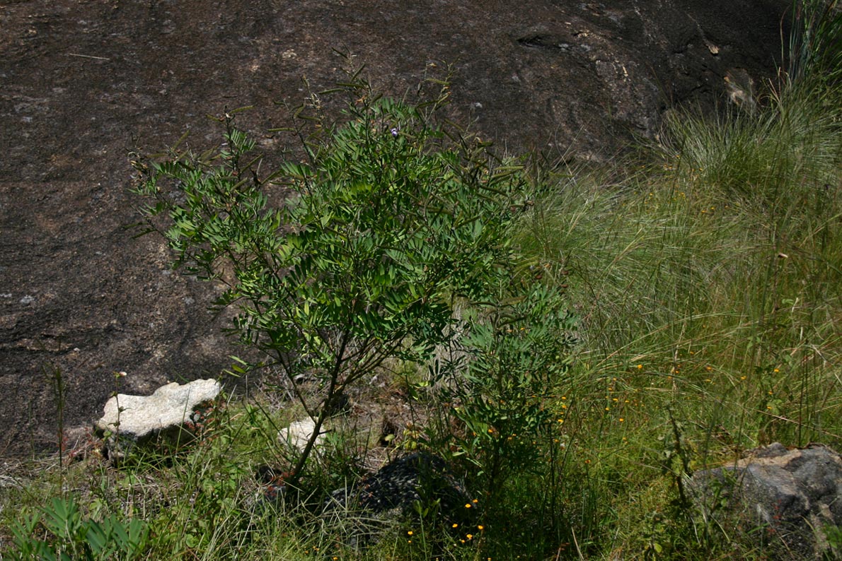 Tephrosia elata subsp. elata