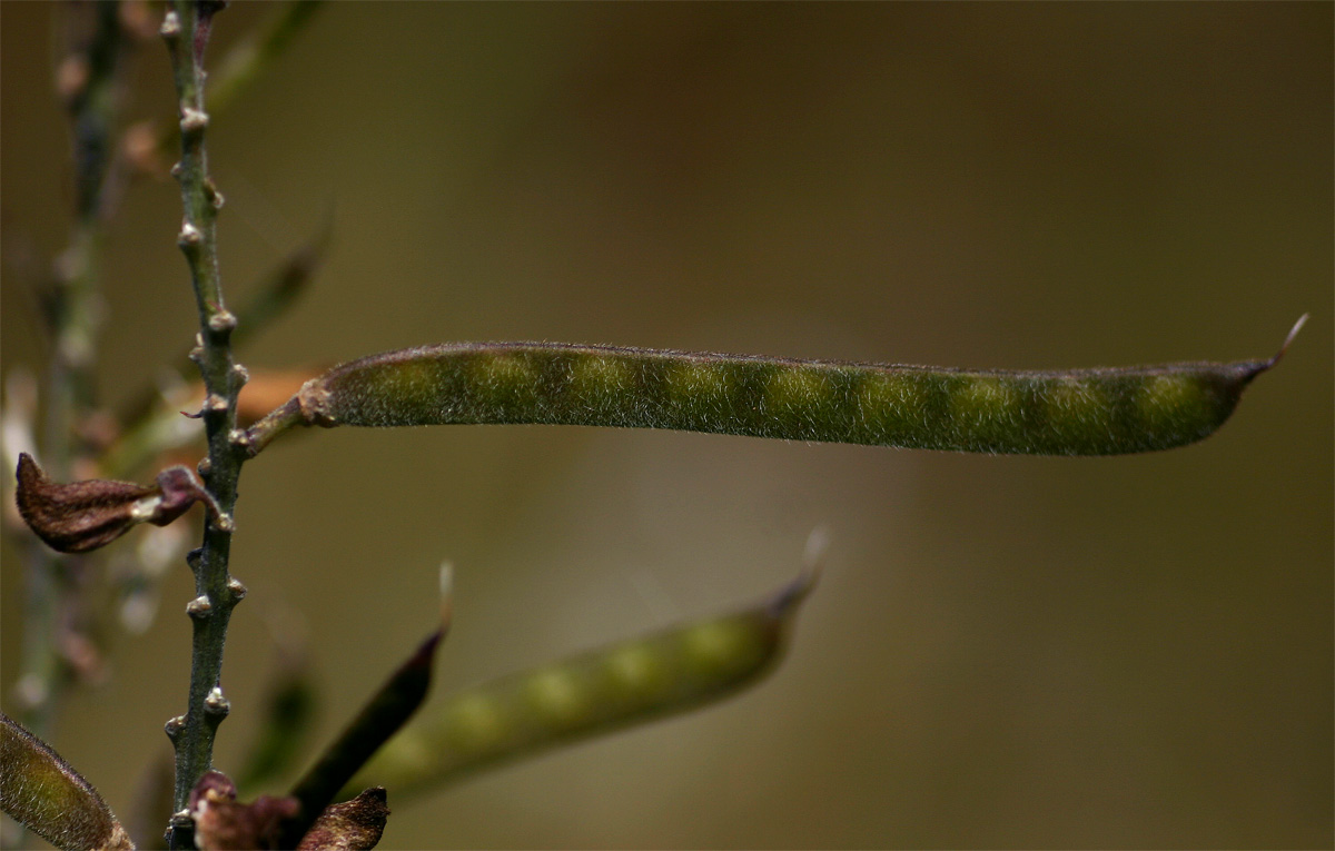 Tephrosia elata subsp. elata Tephrosia elata subsp. elata