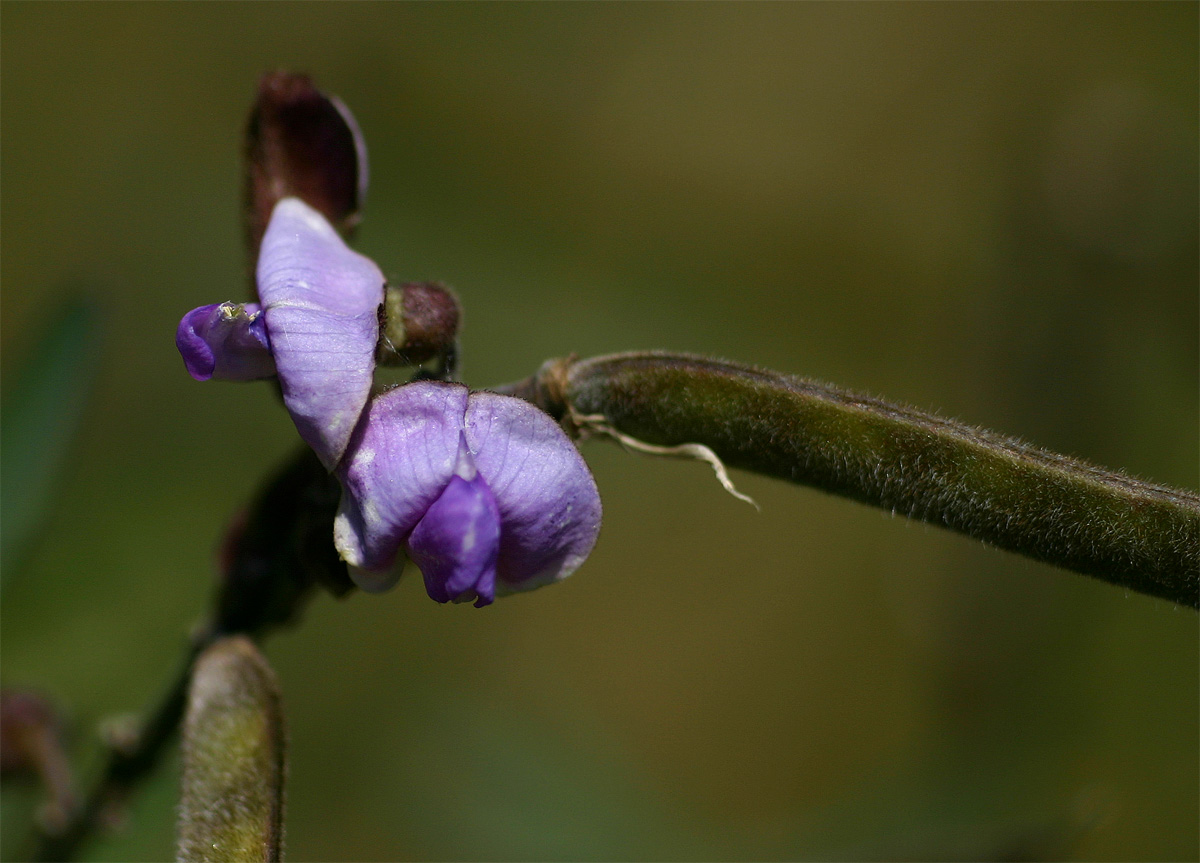Tephrosia elata subsp. elata