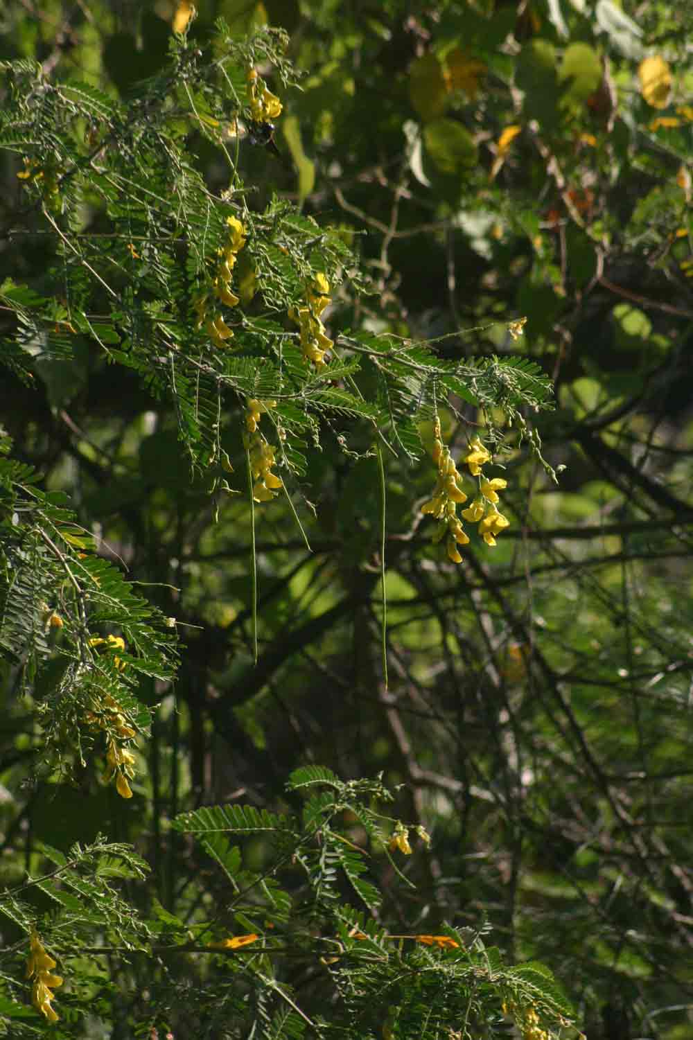 Sesbania sesban var. nubica Sesbania sesban var. nubica