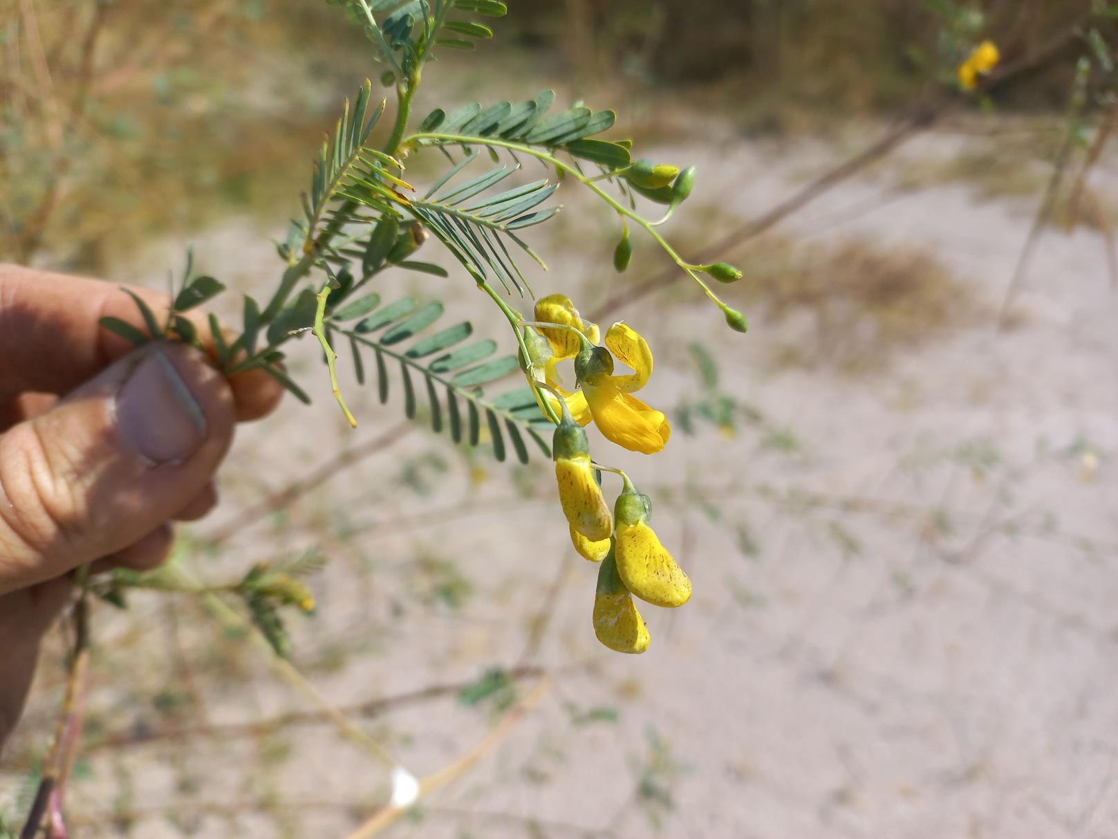 Sesbania sesban var. nubica Sesbania sesban var. nubica