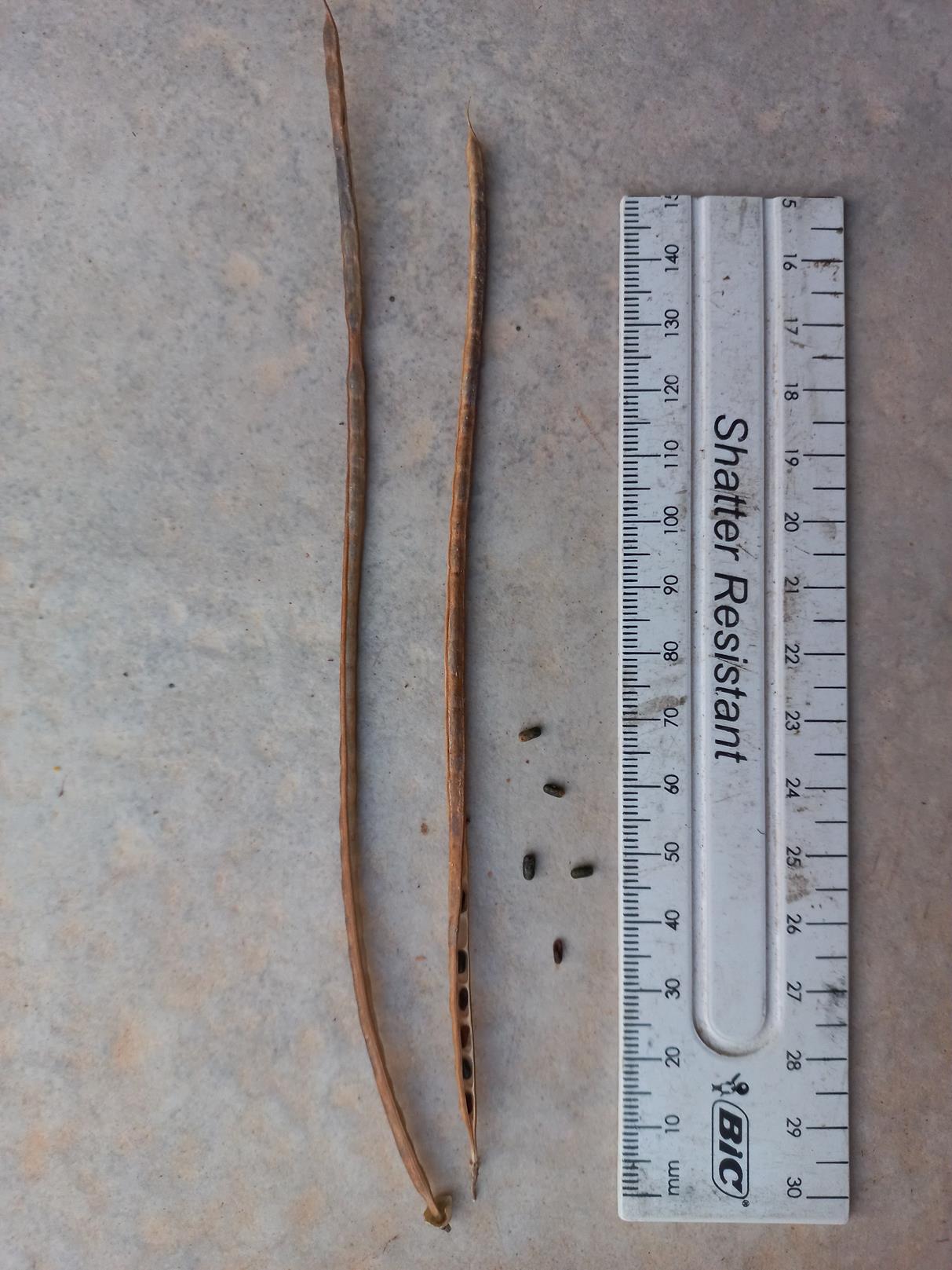 Sesbania sesban var. nubica Sesbania sesban var. nubica