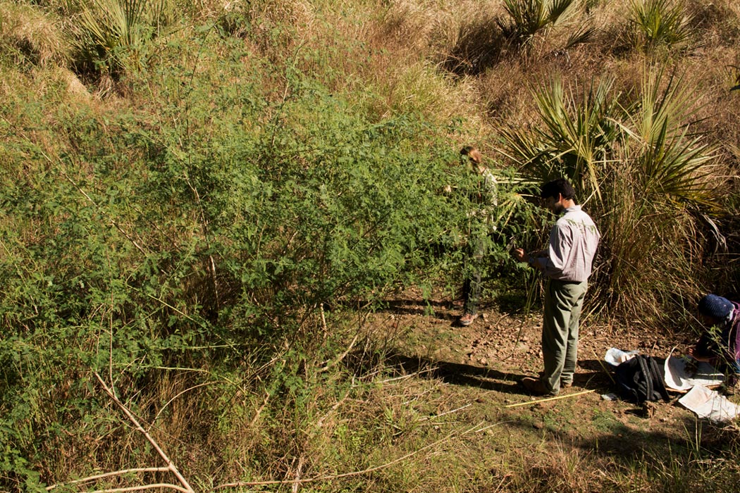 Sesbania sesban var. nubica Sesbania sesban var. nubica