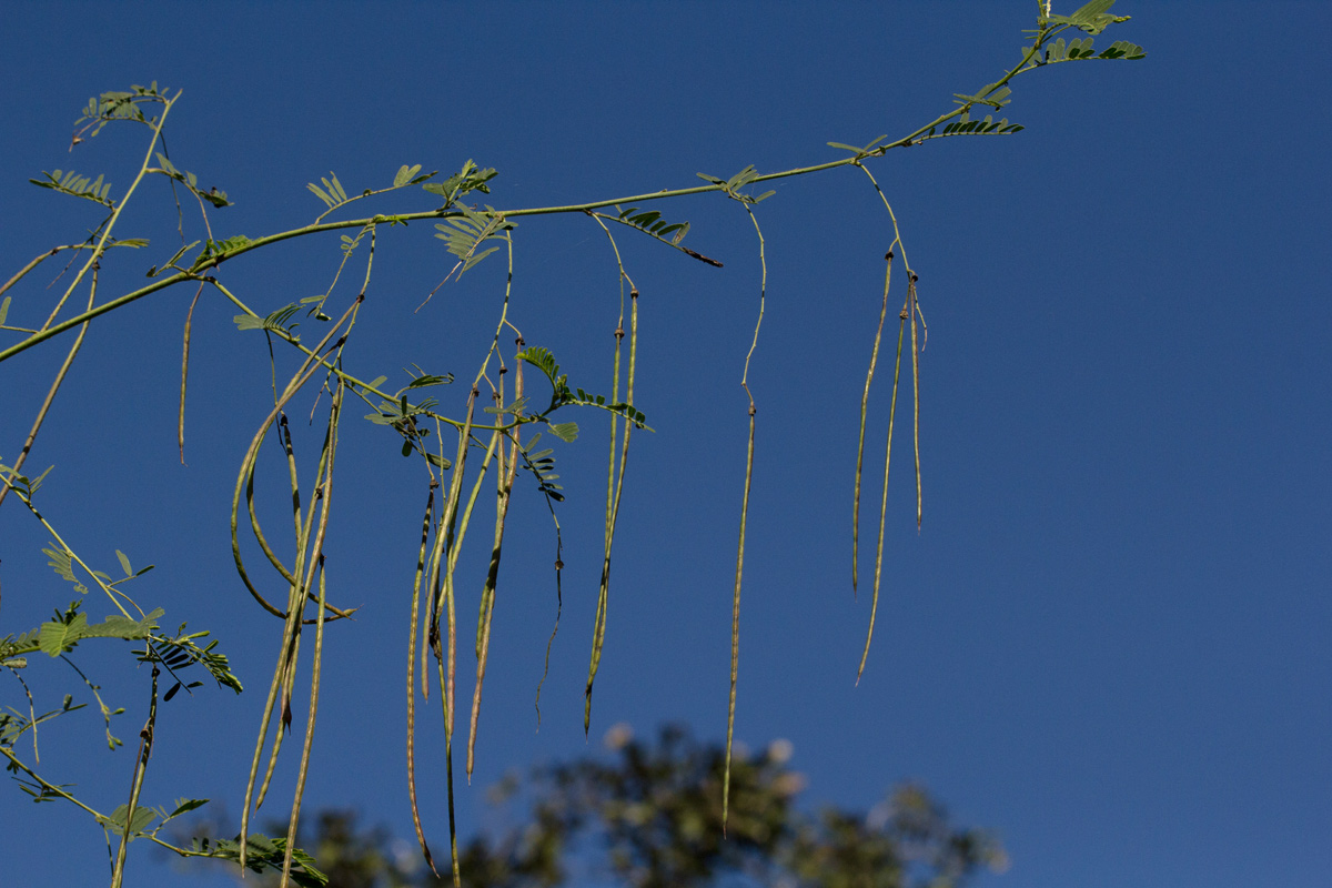 Sesbania sesban var. nubica Sesbania sesban var. nubica