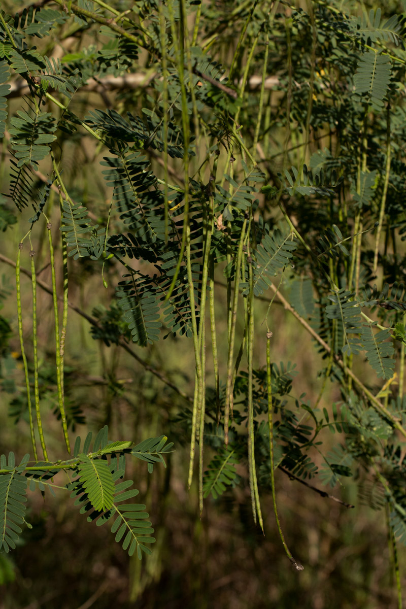 Sesbania sesban var. nubica Sesbania sesban var. nubica