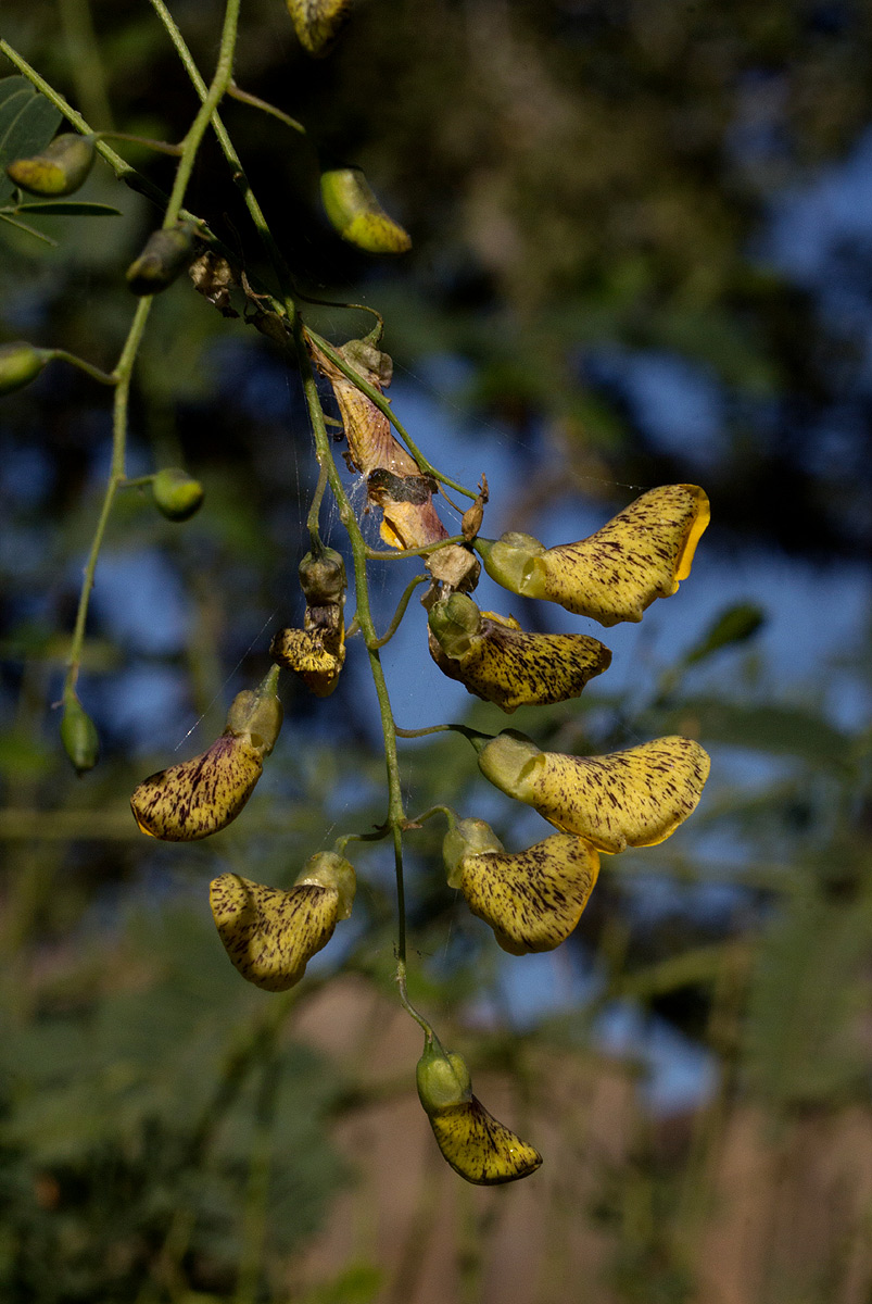 Sesbania sesban var. nubica Sesbania sesban var. nubica