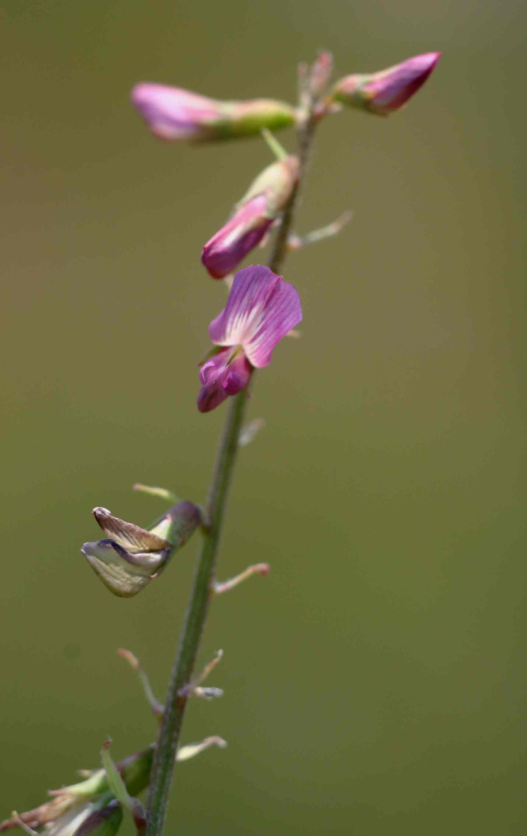 Astragalus atropilosulus subsp. burkeanus