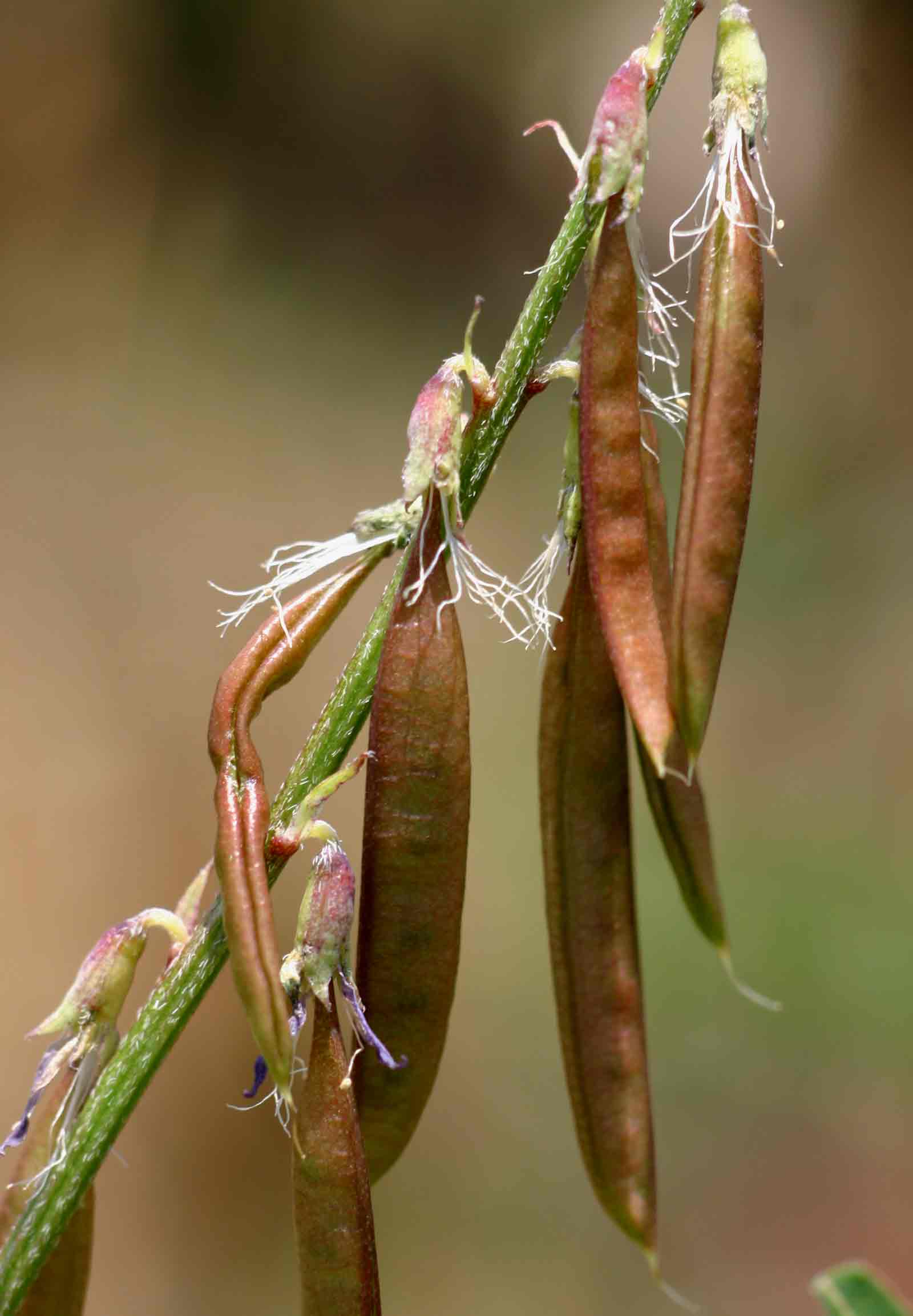 Astragalus atropilosulus subsp. burkeanus