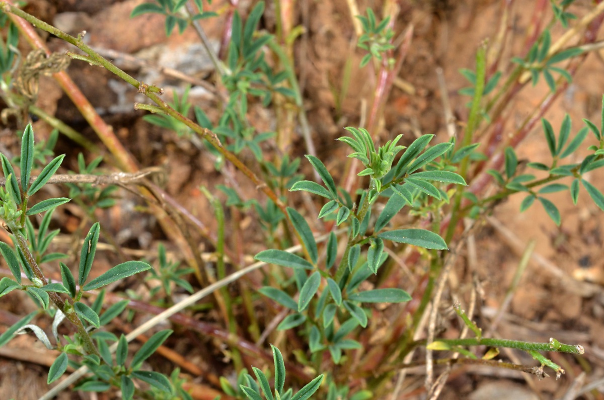 Antopetitia abyssinica