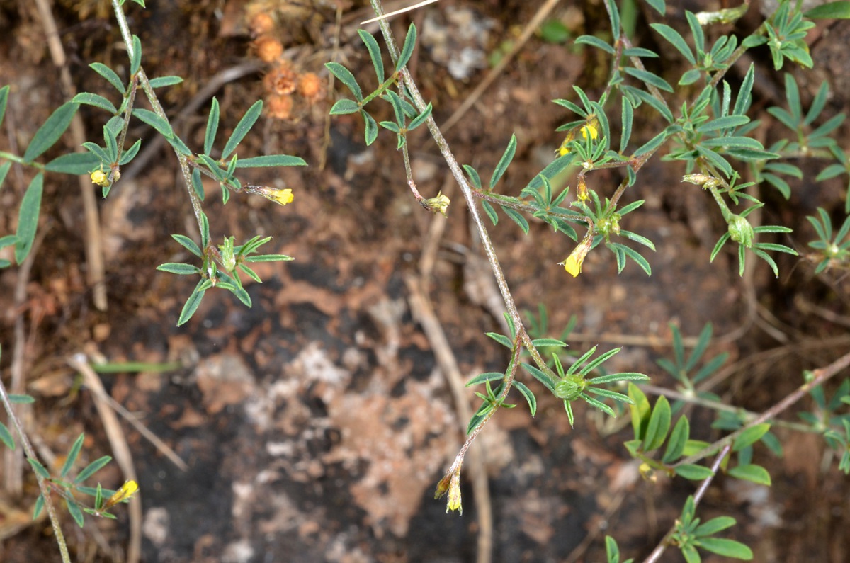 Antopetitia abyssinica